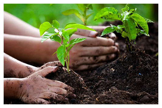 EHF Activities: Tree Planting Programs